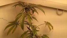 M3 Future Seed Mom D56F.jpg