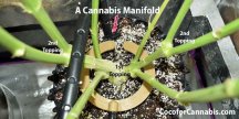Cannabis-Manifold.jpg