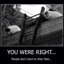 cats-ladder-right-people-dont-land-on-feet.jpg
