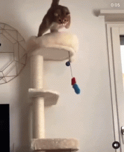 Meow Meow Flying Squirrel.gif