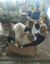 Box Full O Meow Meows.jpg