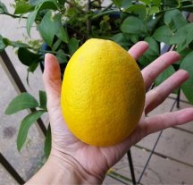 Heavy Lemon.jpg