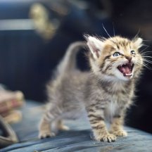 cute-photos-of-cats-screaming-1593184782.jpg