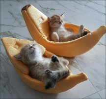 Banana Kitties.jpg