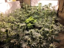 sativa room 4 weeks.jpg