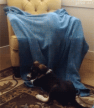 MeowMeow Blanket Attack.gif