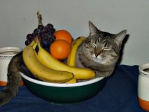 Fruit Kitty.jpg
