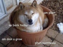 Doggo Plant.jpg