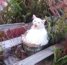 Caturday Garden 001.jpg