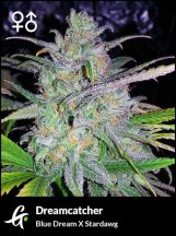 Flowering-Dreamcatcher-Cannabis-Strain-by-Greenpoint-Seeds-600x805.jpg