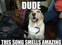Dude Weed Dogo Edition.jpg
