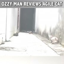 Ozzy Alley Cat 5000.jpg