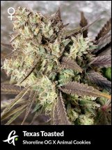 Flowering-Texas-Toasted-Strain-by-Greenpoint-Seeds-1.jpg