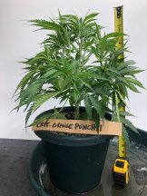 Critical-Orange-Punch-Young-Plant.jpg
