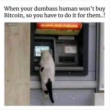 btc_cat.jpeg