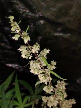 IMG_20250427_213558831.jpg