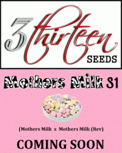 3Thirteen Seeds.gif
