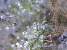 moldy trichs.png