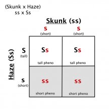 Skunk x Haze Square.jpg