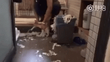 gif-cat-mess-punishment.gif