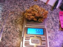 5.5 gr  Mac nug 004.JPG