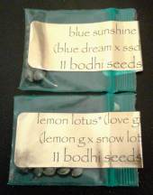 Blue Sunshine & Lemon Lotus freebie.png
