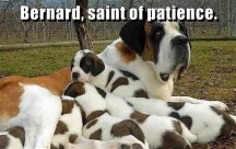 bernard-saint-of-patience.jpg