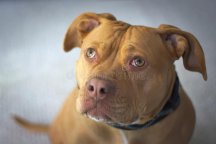 pit-bull-red-nosed-staffordshire-terrier-portrait-close-up-dog-pitbull-female-american-white-b...jpg