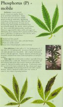 phosphorus-info-marijuana.jpg