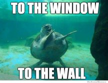 to-the-window-to-the-wall-turtle.jpg