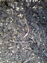 Compost wormsnd.jpg