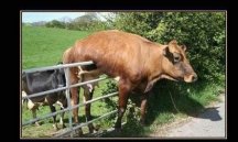 Funny-cow-stuck-in-a-fence~2.jpg
