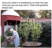 wheelbarrow weed.jpg
