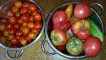 Tomatoes7-27.jpg