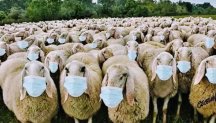 Sheep-in-masks.jpg