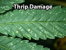 thrip damage.jpg