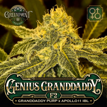 genius-granddaddy-f2-grandaddy-purp-apollo-11-ibl-greenpoint-seeds_1a_1920px-c.png