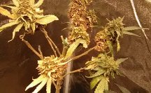 Colombian Jack left to seed and turnning orange.jpg