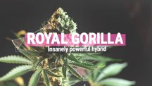 Royal Gorilla.jpg