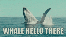 whale-hello-there.gif
