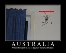 Aussie Spidy.jpg